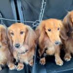 『公園に行ける！』と思い込んでいる4匹の犬→行き先が『病院だ』とわかったら…個性あふれる様子に反響「ご不満ｗｗ」「性格が出て面白い」(ブログ)