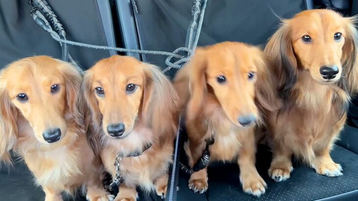 『公園に行ける！』と思い込んでいる4匹の犬→行き先が『病院だ』とわかったら…個性あふれる様子に反響「ご不満ｗｗ」「性格が出て面白い」(ブログ)