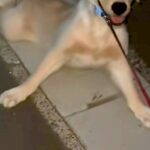 子犬を散歩して40分後→家が近付くと『帰りたくない』と駄々をこね…感情が出すぎている『帰宅拒否』が36万再生「延長確定で草」「境界線ｗ」(ブログ)