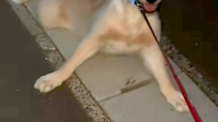 子犬を散歩して40分後→家が近付くと『帰りたくない』と駄々をこね…感情が出すぎている『帰宅拒否』が36万再生「延長確定で草」「境界線ｗ」(ブログ)