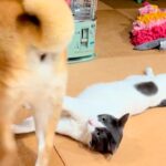 ストーブで温まっている猫→突然『犬』が現れて…まさかの『理不尽過ぎる光景』が11万再生「はーどっこいしょｗ」「小学生の兄弟みたいで草」(ブログ)