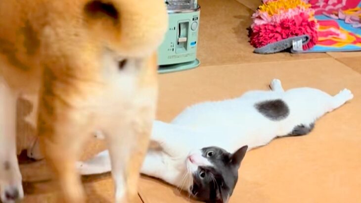 ストーブで温まっている猫→突然『犬』が現れて…まさかの『理不尽過ぎる光景』が11万再生「はーどっこいしょｗ」「小学生の兄弟みたいで草」(ブログ)