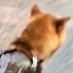 雨の日、散歩に行くため『犬に手作りカッパを着せた』結果→思った以上に『似合っている光景』に爆笑「幼稚園児のお遊戯会ｗｗ」「素晴らしい」(ブログ)