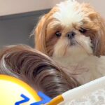 朝、寝ているパパを起こすか悩んでいる犬→『どうしよう』と近づいた結果…とんでもなく尊い『まさかの判断』に反響「天使かな？」「癒される」(ブログ)