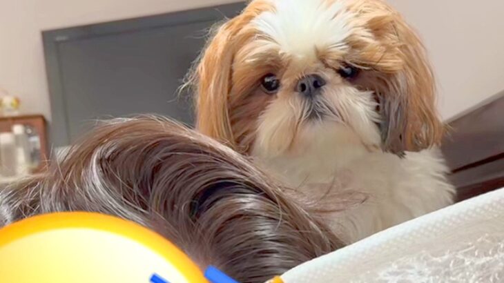 朝、寝ているパパを起こすか悩んでいる犬→『どうしよう』と近づいた結果…とんでもなく尊い『まさかの判断』に反響「天使かな？」「癒される」(ブログ)