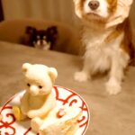 カチューシャを被った犬に『美味しそうなケーキ』を出してみた結果…「目バッキバキｗｗ」「本気で草」わかりやす過ぎる『表情』に爆笑続々(ブログ)