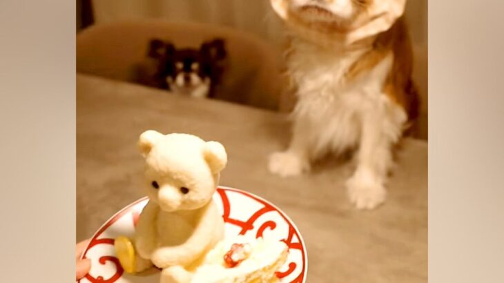 カチューシャを被った犬に『美味しそうなケーキ』を出してみた結果…「目バッキバキｗｗ」「本気で草」わかりやす過ぎる『表情』に爆笑続々(ブログ)