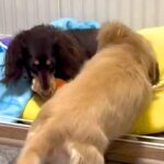 妹犬におもちゃを取られた姉犬→『返してくれない』と文句を言って…わかりやすく『ママに訴える表情』が34万再生「地団駄ｗ」「子どもと同じ」(ブログ)