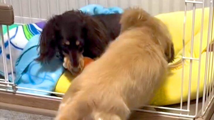 妹犬におもちゃを取られた姉犬→『返してくれない』と文句を言って…わかりやすく『ママに訴える表情』が34万再生「地団駄ｗ」「子どもと同じ」(ブログ)