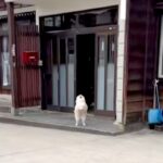 5時間外出→家に帰ったら、犬が外で待っていて…まるで数年ぶりの再会のような『熱烈大歓迎』が44万再生　家族の愛に溢れた光景にほっこり(ブログ)
