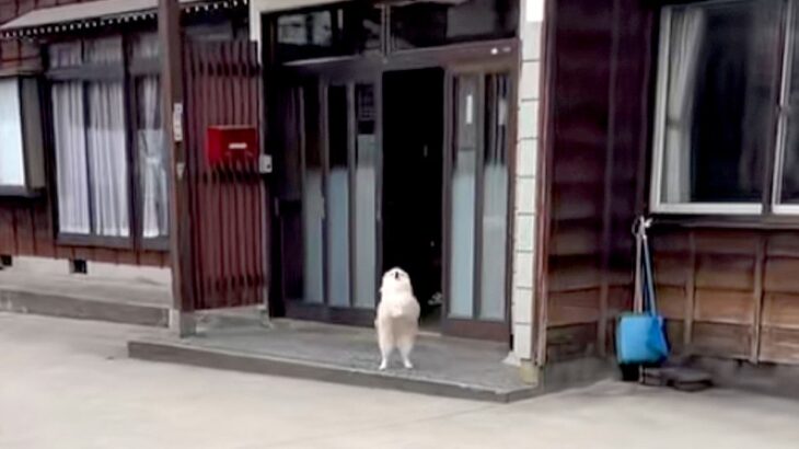 5時間外出→家に帰ったら、犬が外で待っていて…まるで数年ぶりの再会のような『熱烈大歓迎』が44万再生　家族の愛に溢れた光景にほっこり(ブログ)