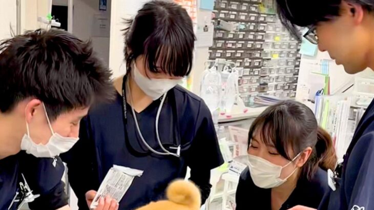 なぜか動物病院の処置室に集まる『4人の獣医師』→何をしているのかと思ったら…ほのぼのとした光景が16万再生「みんな可愛い」「幸せすぎ」(ブログ)