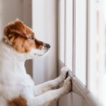 犬が『落ち着けない場所』3つ　安心させるためにはどうしたらいいの？快適な環境づくりのコツまで(ブログ)