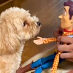 トイストーリーのウッディで、犬に『お手』させてみた結果→『ちっちゃい人間だ』と勘違いして…まさかの光景が18万再生「尊すぎる」「国宝級」(ブログ)