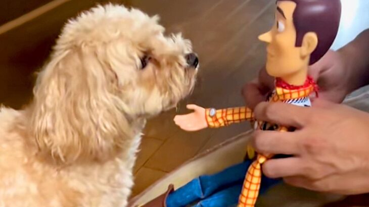 トイストーリーのウッディで、犬に『お手』させてみた結果→『ちっちゃい人間だ』と勘違いして…まさかの光景が18万再生「尊すぎる」「国宝級」(ブログ)