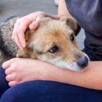 犬が『ツライ』ときにみせる行動５選　痛みや体の不調を訴えているサインとは？(ブログ)