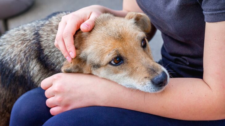 犬が『ツライ』ときにみせる行動５選　痛みや体の不調を訴えているサインとは？(ブログ)