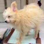『1万円で売れ残っていた犬』を飼った結果→寂しげな顔をしていて…涙あふれる『表情の違い』が187万再生「運命だ」「愛されるって大事」(ブログ)