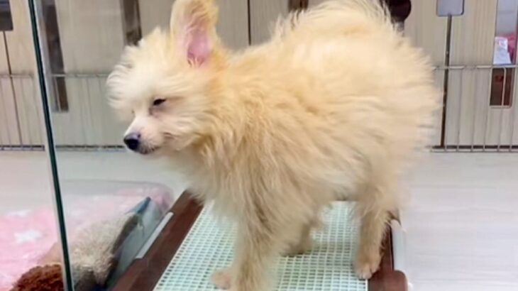 『1万円で売れ残っていた犬』を飼った結果→寂しげな顔をしていて…涙あふれる『表情の違い』が187万再生「運命だ」「愛されるって大事」(ブログ)