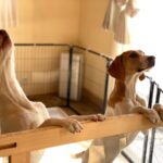 犬が『情緒不安定』になっているサイン５選　愛犬がナーバスになってしまう原因とは？(ブログ)
