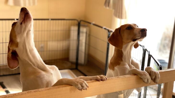 犬が『情緒不安定』になっているサイン５選　愛犬がナーバスになってしまう原因とは？(ブログ)