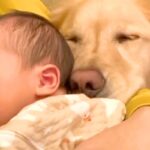 生まれた瞬間から『大型犬』と過ごした赤ちゃん→いつもそばで寄り添って…種族の壁を超えた『尊い成長記録』が296万再生「泣ける」「平和すぎ」(ブログ)