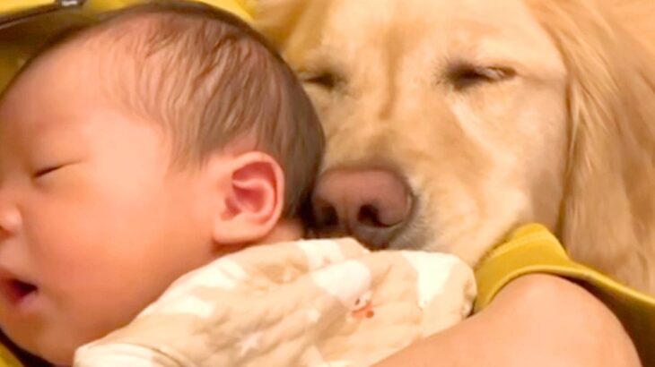 生まれた瞬間から『大型犬』と過ごした赤ちゃん→いつもそばで寄り添って…種族の壁を超えた『尊い成長記録』が296万再生「泣ける」「平和すぎ」(ブログ)
