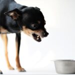 犬の『フードアグレッシブ』ってなに？攻撃行動をみせる理由や飼い主にできることまで(ブログ)