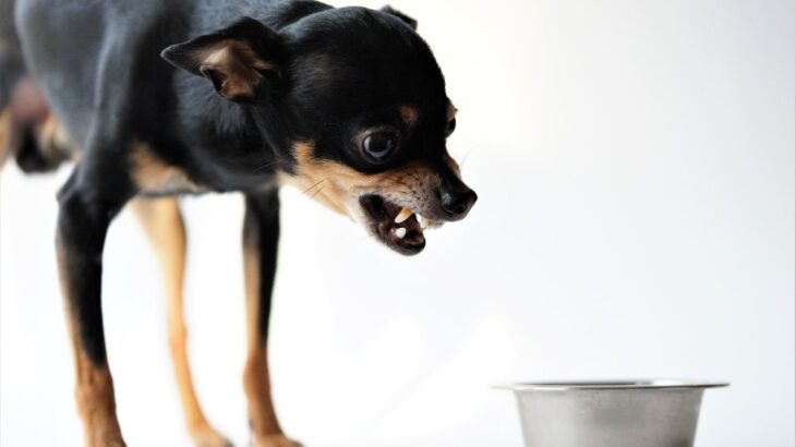 犬の『フードアグレッシブ』ってなに？攻撃行動をみせる理由や飼い主にできることまで(ブログ)