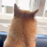 『病院いくよ』お出かけできると勘違いしている犬→車で病院についた瞬間…『文句を言いまくる光景』が10万再生「落差がｗｗ」「頑張った」(ブログ)
