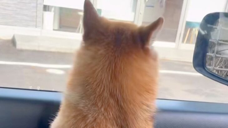 『病院いくよ』お出かけできると勘違いしている犬→車で病院についた瞬間…『文句を言いまくる光景』が10万再生「落差がｗｗ」「頑張った」(ブログ)