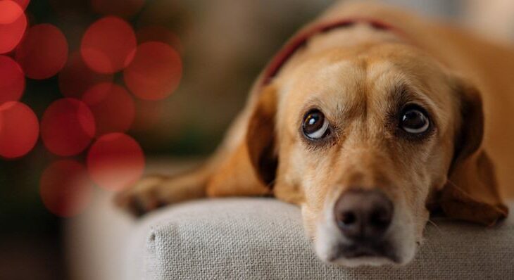 犬に精神的苦痛を与える『絶対NG行為』５選　一生消えないトラウマを与える最悪な行動とは(ブログ)