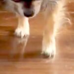 『ぼくのばん…ですよね…』お風呂を嫌がり隠れる犬→『ようやく出てきた』と思ったら…わかりやす過ぎる『態度と表情』に反響「恐る恐るで草」(ブログ)