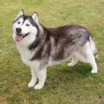 『大型犬』人気ランキングトップ5　大きなワンコの知られざる魅力や飼い方の注意点まで(ブログ)
