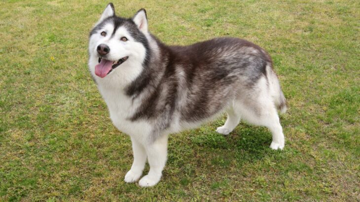 『大型犬』人気ランキングトップ5　大きなワンコの知られざる魅力や飼い方の注意点まで(ブログ)