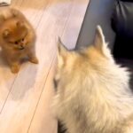 小さな犬がソファの横から出てきたら、ハスキー犬が…とんでもなく尊い『子どものような遊び方』が1225万再生「可愛すぎ」「体格差がｗｗ」(ブログ)