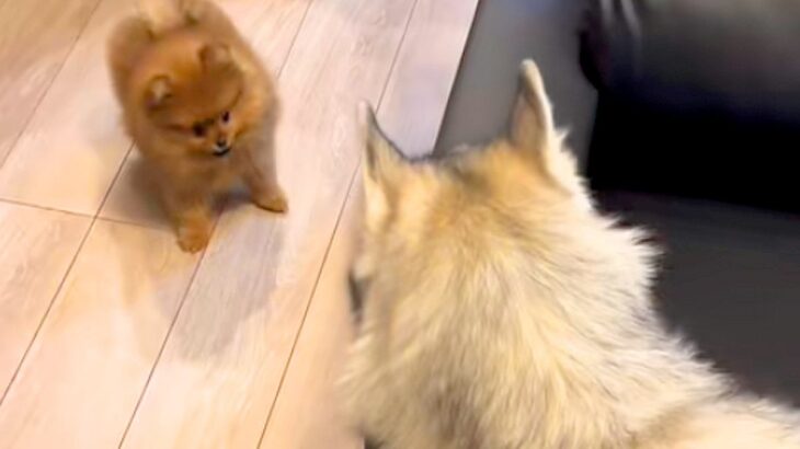 小さな犬がソファの横から出てきたら、ハスキー犬が…とんでもなく尊い『子どものような遊び方』が1225万再生「可愛すぎ」「体格差がｗｗ」(ブログ)