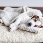 犬が飼い主の『服の上で眠る』心理４選　洗濯物からどいてくれないワケや止めてほしい場合の対策まで(ブログ)