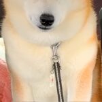 病院の注射で大暴れした犬→車での帰り道、疲れ切ってしまい…まるで別犬のような『表情』が5万再生「しょぼしょぼで草」「吹いてしまったｗｗ」(ブログ)
