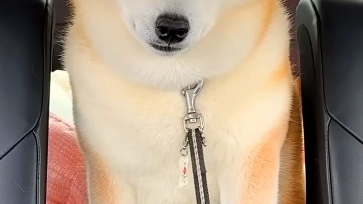 病院の注射で大暴れした犬→車での帰り道、疲れ切ってしまい…まるで別犬のような『表情』が5万再生「しょぼしょぼで草」「吹いてしまったｗｗ」(ブログ)