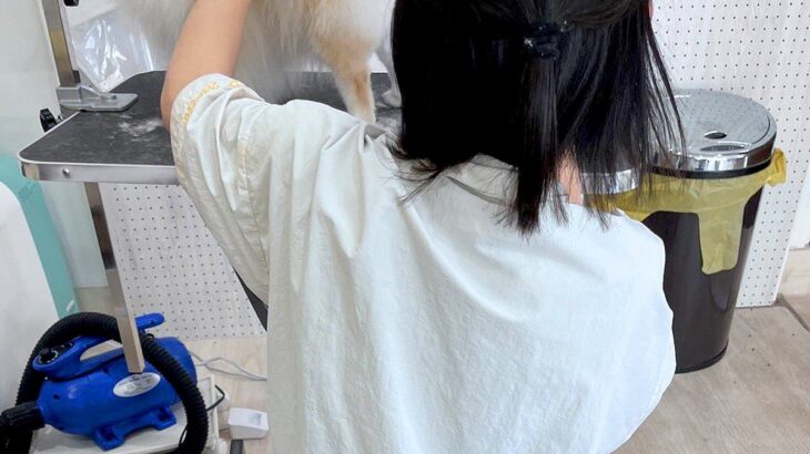 トリミングサロンのお姉さんが大好きな犬→他の犬をカット中、下を見てみると…仕事にならない『まさかの行動』に2万いいね「可愛すぎるｗｗ」(ブログ)