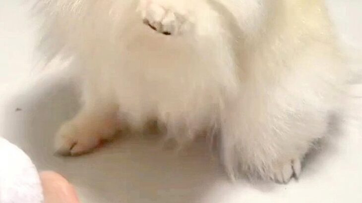 姪っ子に『ハイタッチ』を求められる犬→相手によっては…あまりにも違う『態度と表情』が10万表示「アイドルのオンとオフｗ」「格差あって草」(ブログ)