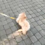 『人が好きすぎる子犬』とお散歩→公園を通り過ぎようとしたら、座っている人たちに…まともに歩けない光景が51万再生「私にも近寄ってほしい」(ブログ)
