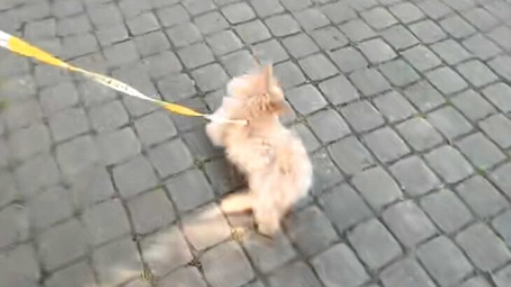 『人が好きすぎる子犬』とお散歩→公園を通り過ぎようとしたら、座っている人たちに…まともに歩けない光景が51万再生「私にも近寄ってほしい」(ブログ)