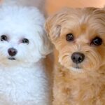 『AIかと思った』2匹の犬に”おしゃんぽいく？”と質問してみた結果→とんでもなく尊い『シンクロした光景』が43万再生「可愛すぎて声出た」(ブログ)