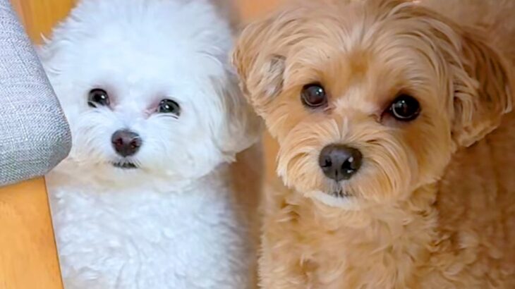 『AIかと思った』2匹の犬に”おしゃんぽいく？”と質問してみた結果→とんでもなく尊い『シンクロした光景』が43万再生「可愛すぎて声出た」(ブログ)