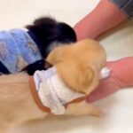 おばあちゃんと初めて会った2匹の赤ちゃん犬→何をしても褒めてくれて…とんでもなく尊い光景が139万再生「全員かわいい」「仲間に入りたい」(ブログ)