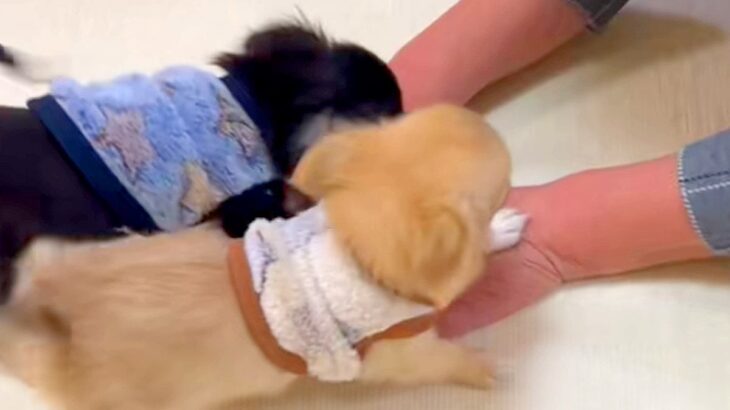 おばあちゃんと初めて会った2匹の赤ちゃん犬→何をしても褒めてくれて…とんでもなく尊い光景が139万再生「全員かわいい」「仲間に入りたい」(ブログ)