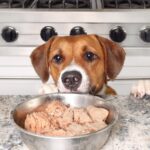 犬が大好きな『食べ物』ランキングTOP５　オススメの与え方や注意点まで解説(ブログ)