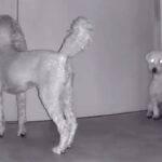 外出して5分間、留守番する犬たちをカメラで見てみたら…情報量が多すぎる『カオスな光景』が12万再生「犬型ルンバｗ」「デパートの屋上で草」(ブログ)